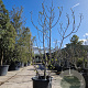 Ficus carica 250-300 cm container meerstammig