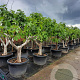 Ficus carica 50 cm container 30-35