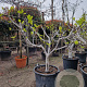 Ficus carica 50 cm stam container 18-20 extra