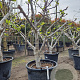 Ficus carica 50 cm stam container 25-30 extra