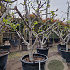 Ficus carica 50 cm stam container 25-30 extra