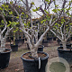 Ficus carica 50 cm stam container 35-40 bol