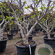Ficus carica 50 cm stam container 35-40 bol