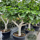 Ficus carica 50 cm stam container 40-50 extra