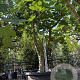 Ficus carica 50 cm stam container 40-50 extra