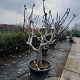 Ficus carica 50 cm stam container 40-50 extra