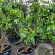 Ficus carica 50 cm stam container 40-50 extra