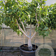 Ficus carica 60 cm stam cont. 350L 50-60