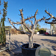 Ficus carica 70 cm container 60-80
