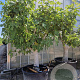 Ficus carica 70 cm stam cont. 280L 40-50