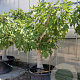 Ficus carica 70 cm stam cont. 280L 50-60