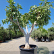 Ficus carica 70 cm stam cont. 350L 50-60
