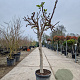 Ficus carica 80 cm stam 25L 18-20