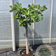 Ficus carica 80 cm stam 25L 20-25