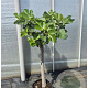 Ficus carica 80 cm stam 25L 20-25