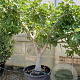 Ficus carica 80 cm stam cont. 350L 50-60