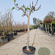 Ficus carica 80 cm stam container 14-16
