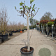 Ficus carica 80 cm stam container 16-18 lei 120x120