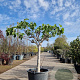 Ficus carica 80 cm stam container 20-25