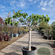 Ficus carica 80 cm stam container 20-25