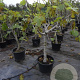 Ficus carica 80 cm stam container 20-25