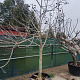 Ficus carica 80 cm stam container 25-30