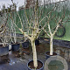 Ficus carica 80 cm stam container 25-30