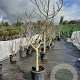 Ficus carica 80 cm stam container 25-30