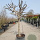 Ficus carica 80 cm stam container 25-30