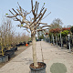 Ficus carica 80 cm stam container 25-30