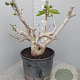 Ficus carica GM 35L extra