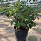 Ficus carica GM 35L extra