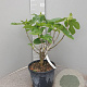 Ficus car. 'Panachée' 60-70 cm 10L