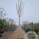 Fraxinus e. 'Jaspidea' 220 cm stam container 18-20 lei 150x120