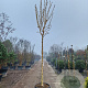 Fraxinus e. 'Jaspidea' 220 cm stam container 18-20 lei 150x120