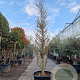 Ginkgo biloba 350-400 cm container solitair 2-3 tak