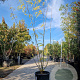 Gleditsia triacanthos inermis 250-300 cm container meerstammig