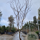 Gleditsia triac. 'Rubylace' 300-350 cm container meerstammig