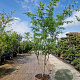 Gleditsia triac. 'Sunburst' 250-300 cm cont. 110L meerstammig