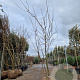Gleditsia triac. 'Sunburst' 250-300 cm cont. 130L meerstammig