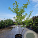 Gleditsia triac. 'Sunburst' 250-300 cm cont. 130L meerstammig