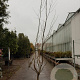 Gleditsia triac. 'Sunburst' 350-400 cm container