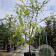 Gleditsia triac. 'Sunburst' 450-500 cm cont. 1000L meerstammig