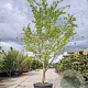 Gleditsia triac. 'Sunburst' 450-500 cm container