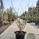Hamamelis int. 'Diane' 125-150 cm 45L