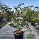 Hamamelis int. 'Diane' 125-150 cm 45L