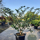 Hamamelis int. 'Diane' 125-150 cm 45L