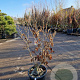 Hamamelis int. 'Jelena' 100-125 cm 30L