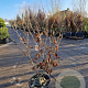 Hamamelis int. 'Jelena' 100-125 cm 30L