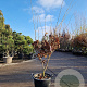 Hamamelis int. 'Ruby Glow' 150-175 cm 30L